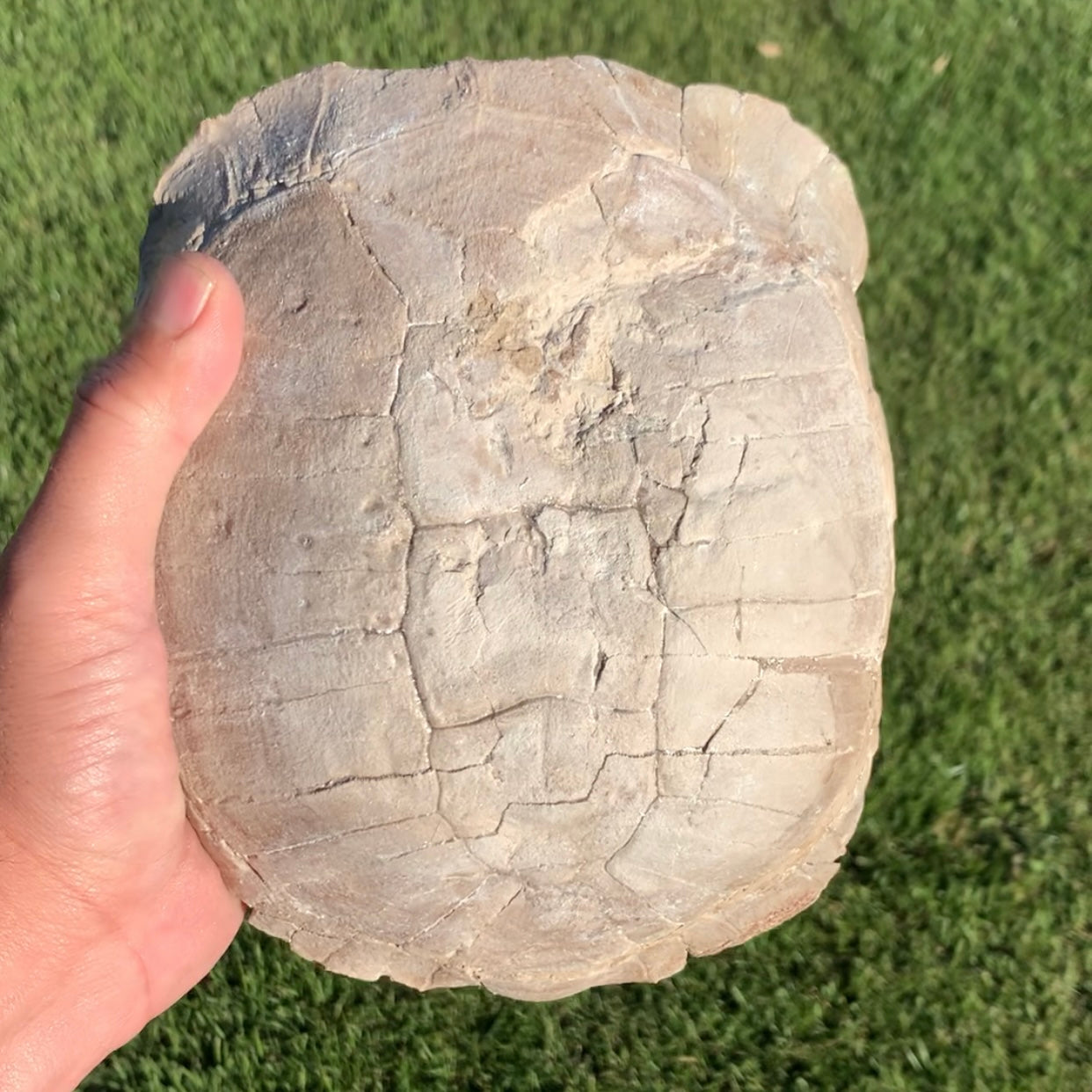 Stylemys tortoise from the white river badlands