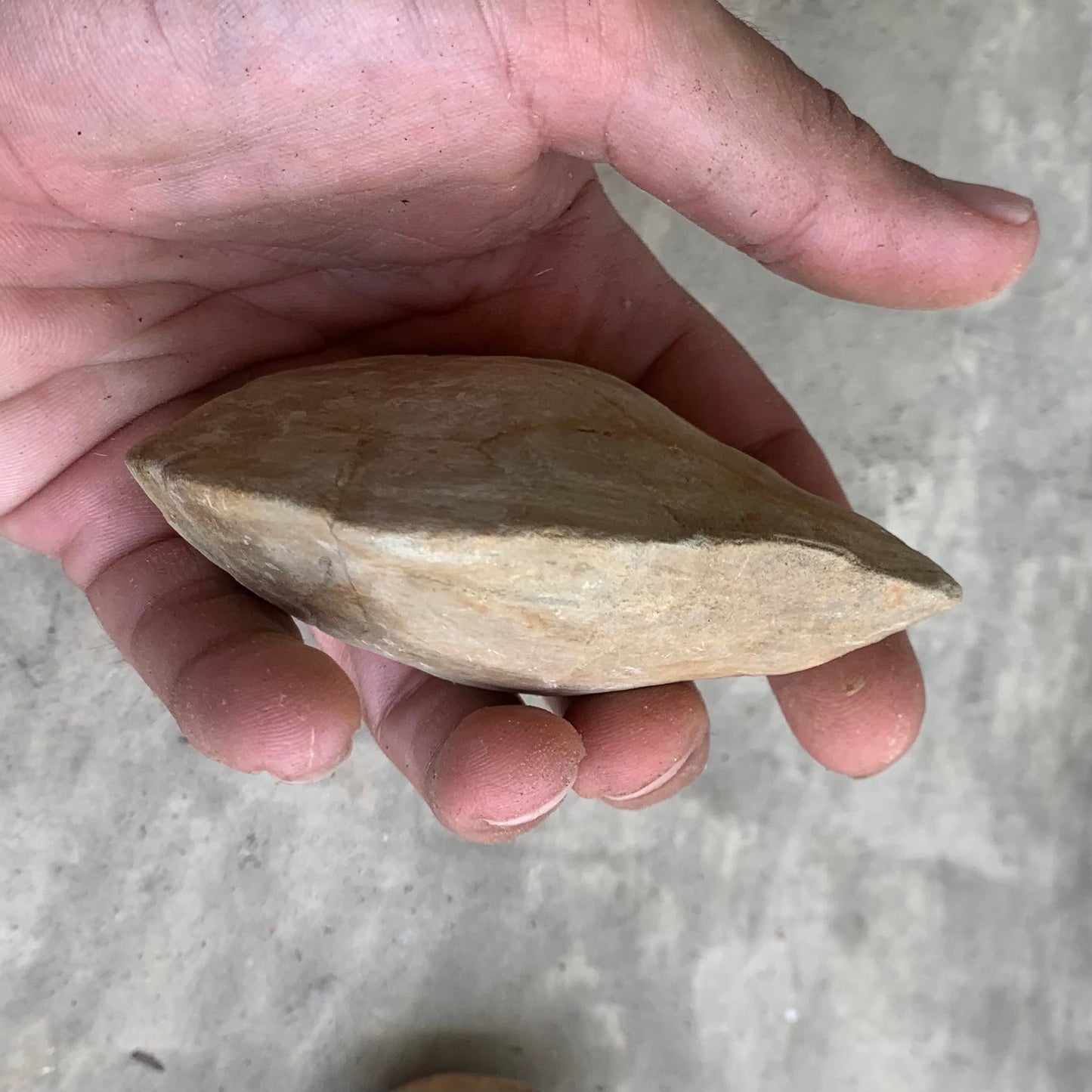 Fossil clam steinkerns(molds) from the Miocene of Virginia
