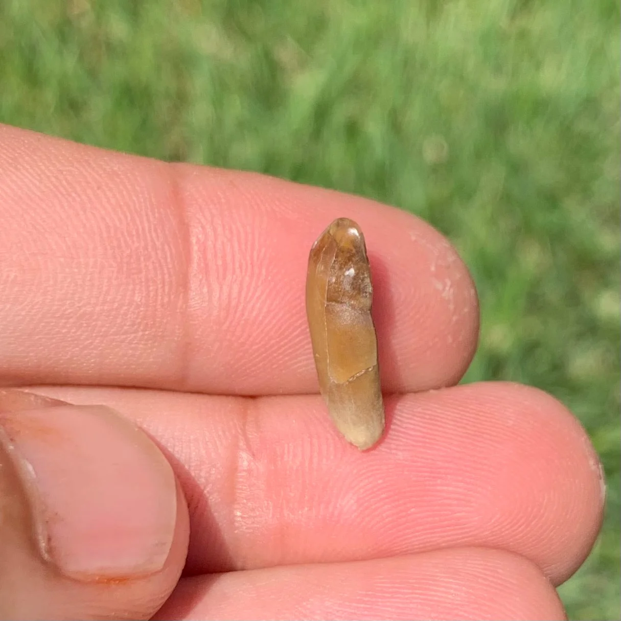 Fossils Camel Lower Jaw Incisor Tooth, Poebrotherium