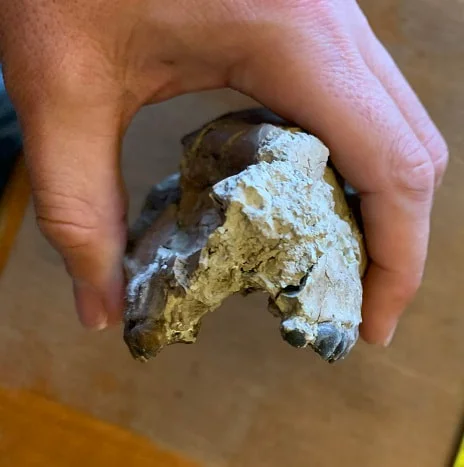 Fossil Horse skull, Mesohippus bairdi skull