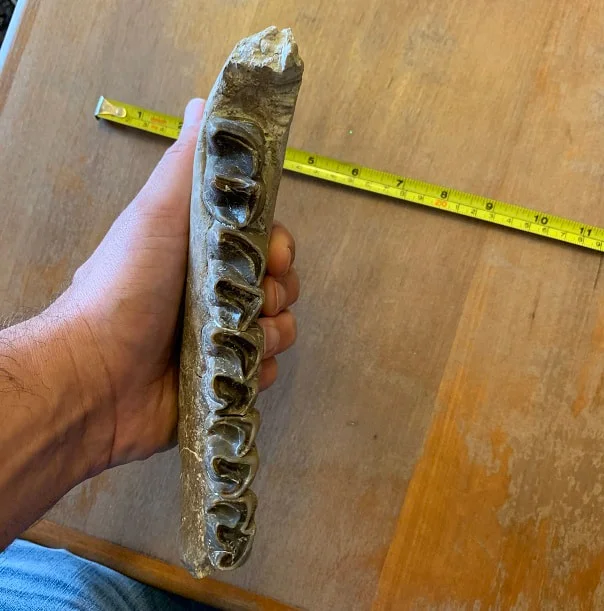 Chocolate colored, Subhyracodon occidentalis lower jaw