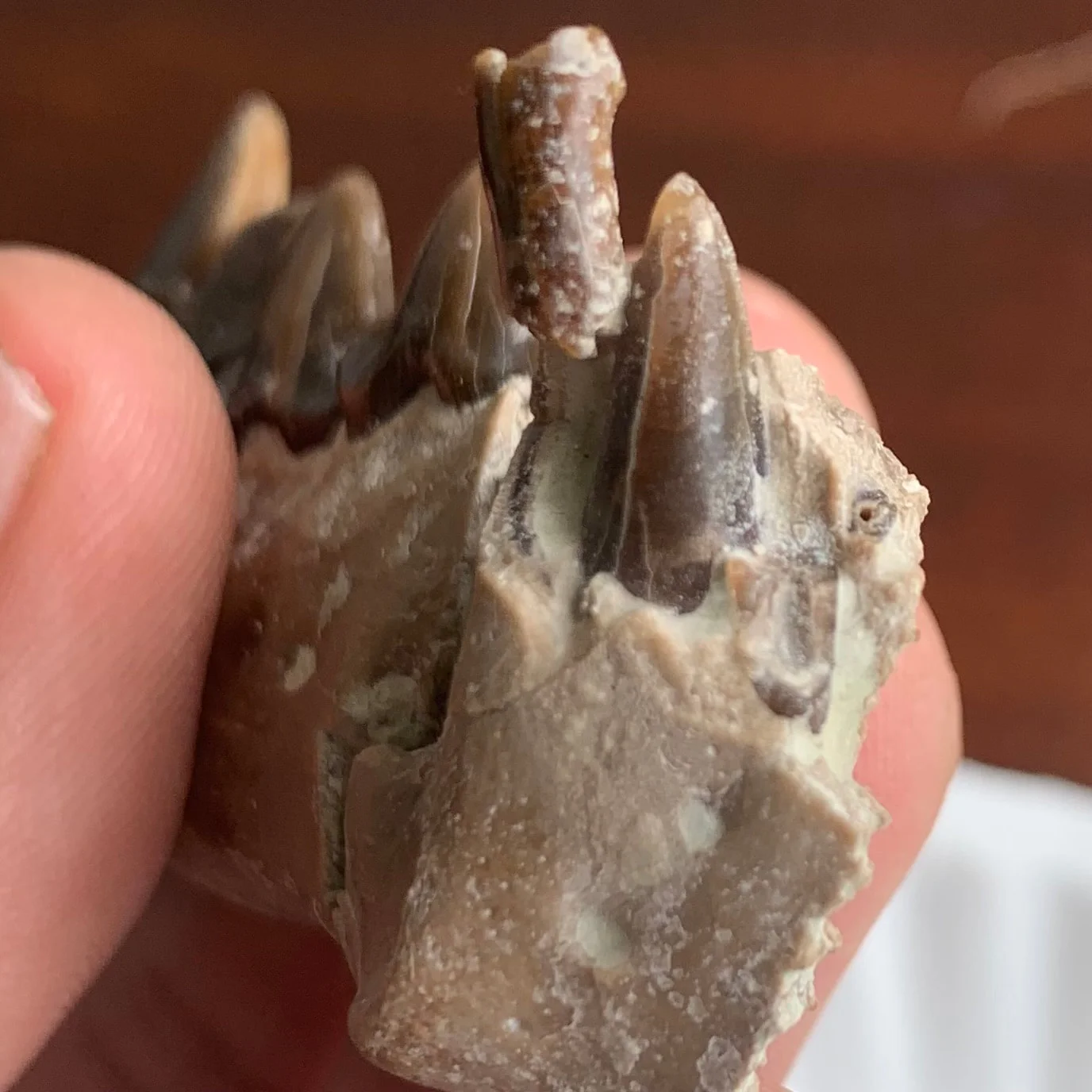 Nimravid Saber Cat Jaw, Dinictis, with an Erupting Canine