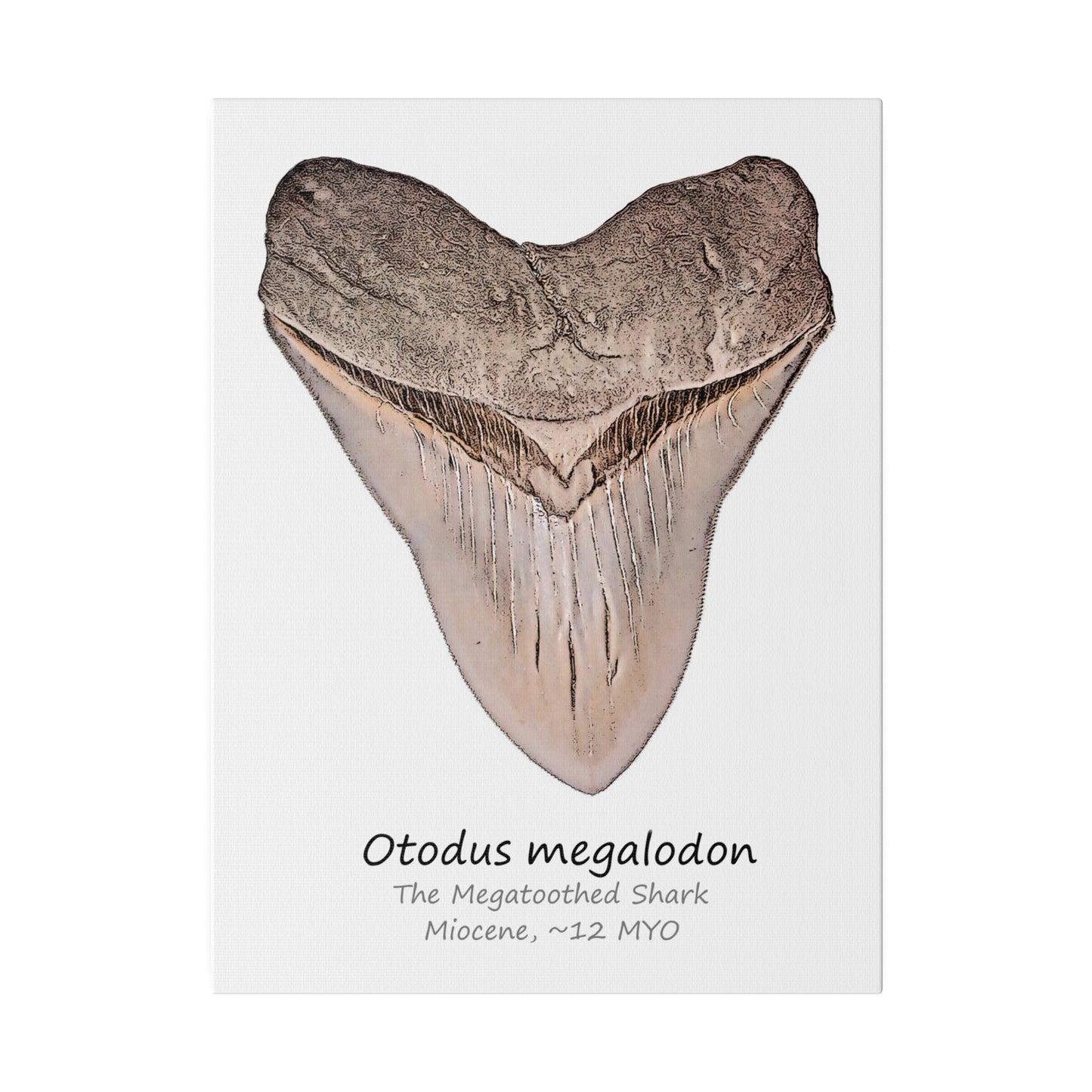 Otodus megalodon Canvas Print Wall Art Décor
