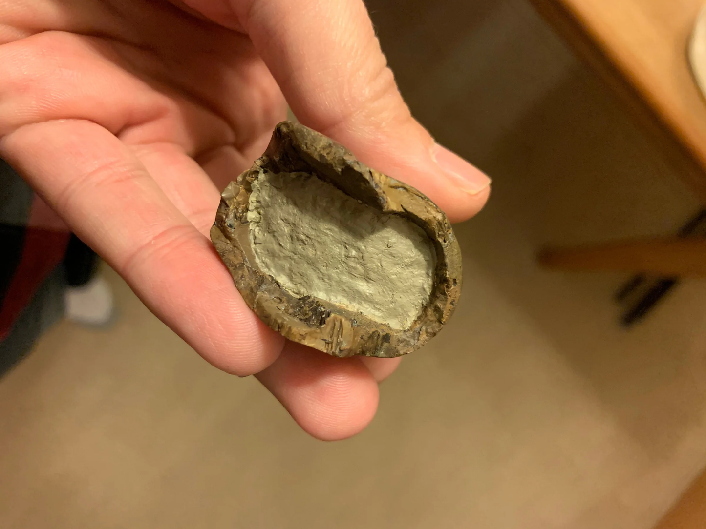 3 3/4" Tyrannosaurus Rex Tooth from the Hell Creek formation of South Dakota