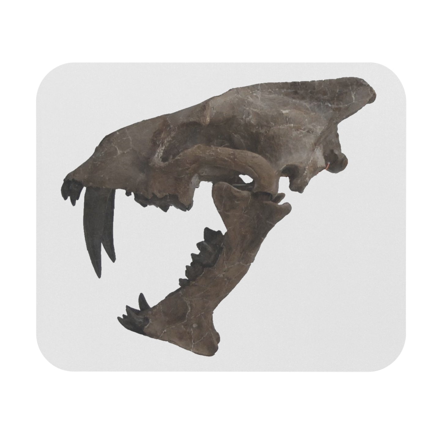 Fossil Skull Themed Mouse Pad - Saber Cat - Hoplophoneus primaevus