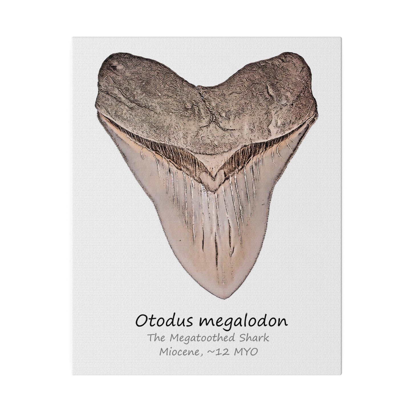 Otodus megalodon Canvas Print Wall Art Décor