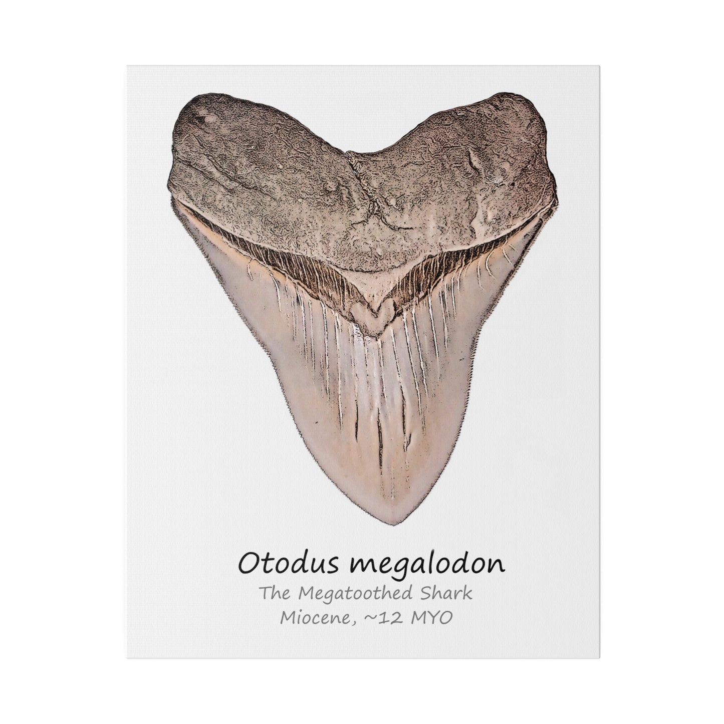 Otodus megalodon Canvas Print Wall Art Décor