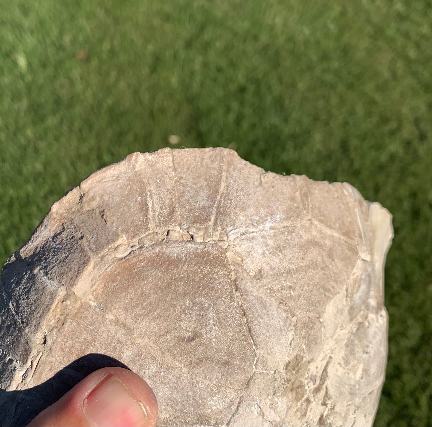 Stylemys tortoise from the white river badlands
