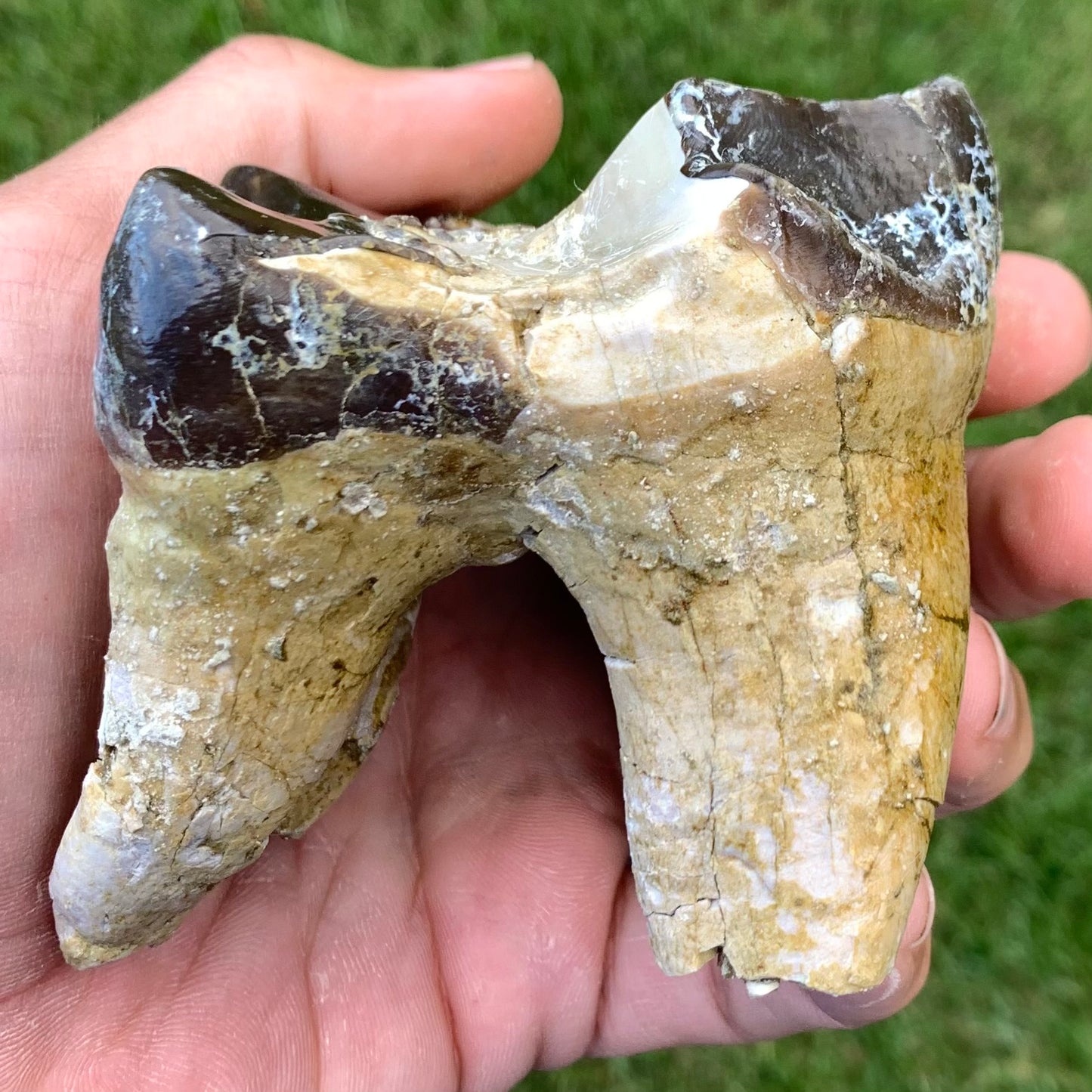 Titanothere upper tooth