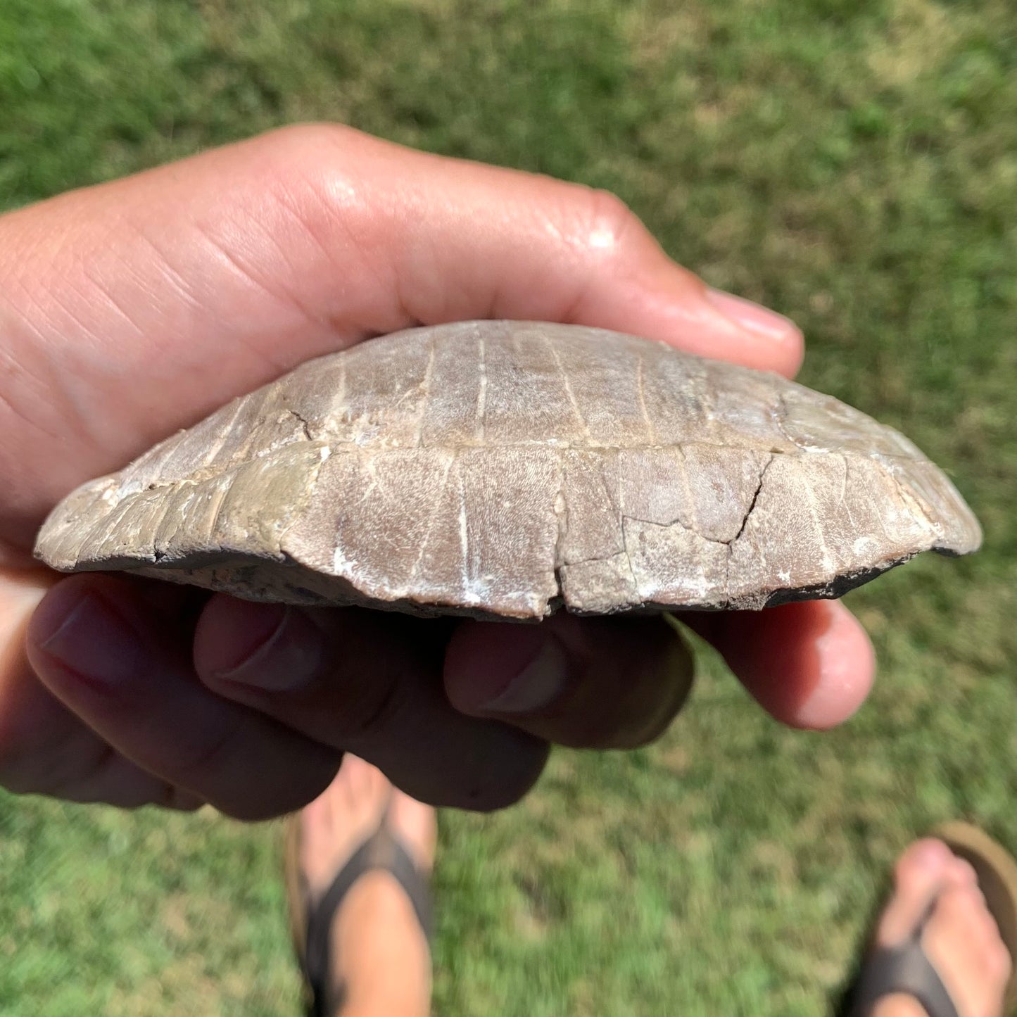Stylemys tortoise