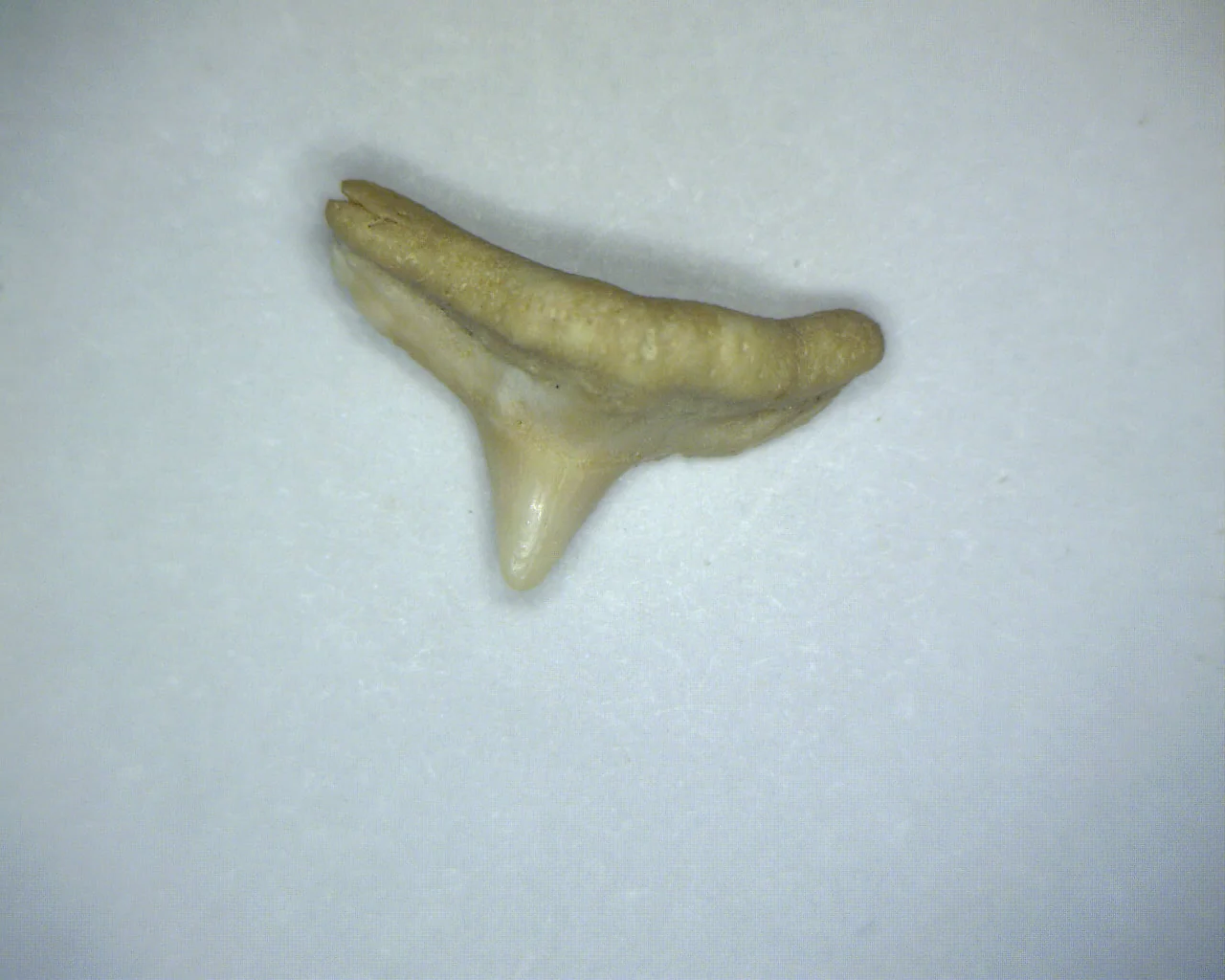 Squatina lericheii - Bakersfield