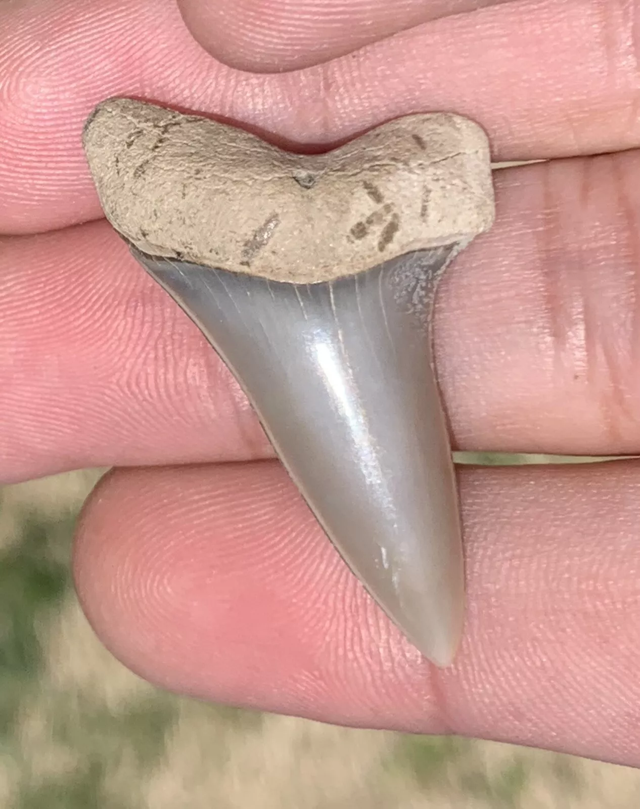 1.6” Carcharodon hastalis - Lee Creek Mine