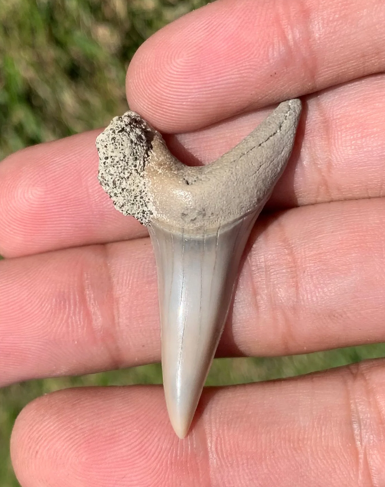 1.77” Carcharodon hastalis - Lee Creek Mine