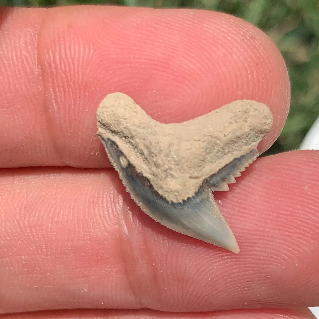 Galeocerdo aduncus tiger shark tooth - Virginia