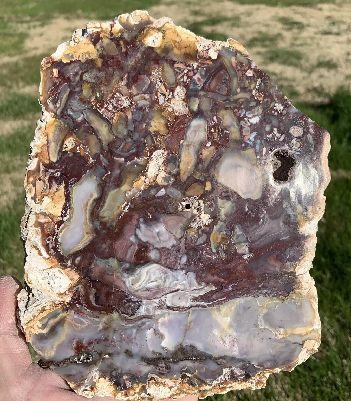 Extremely Colorful Polished Petrified Wood From Indonesia