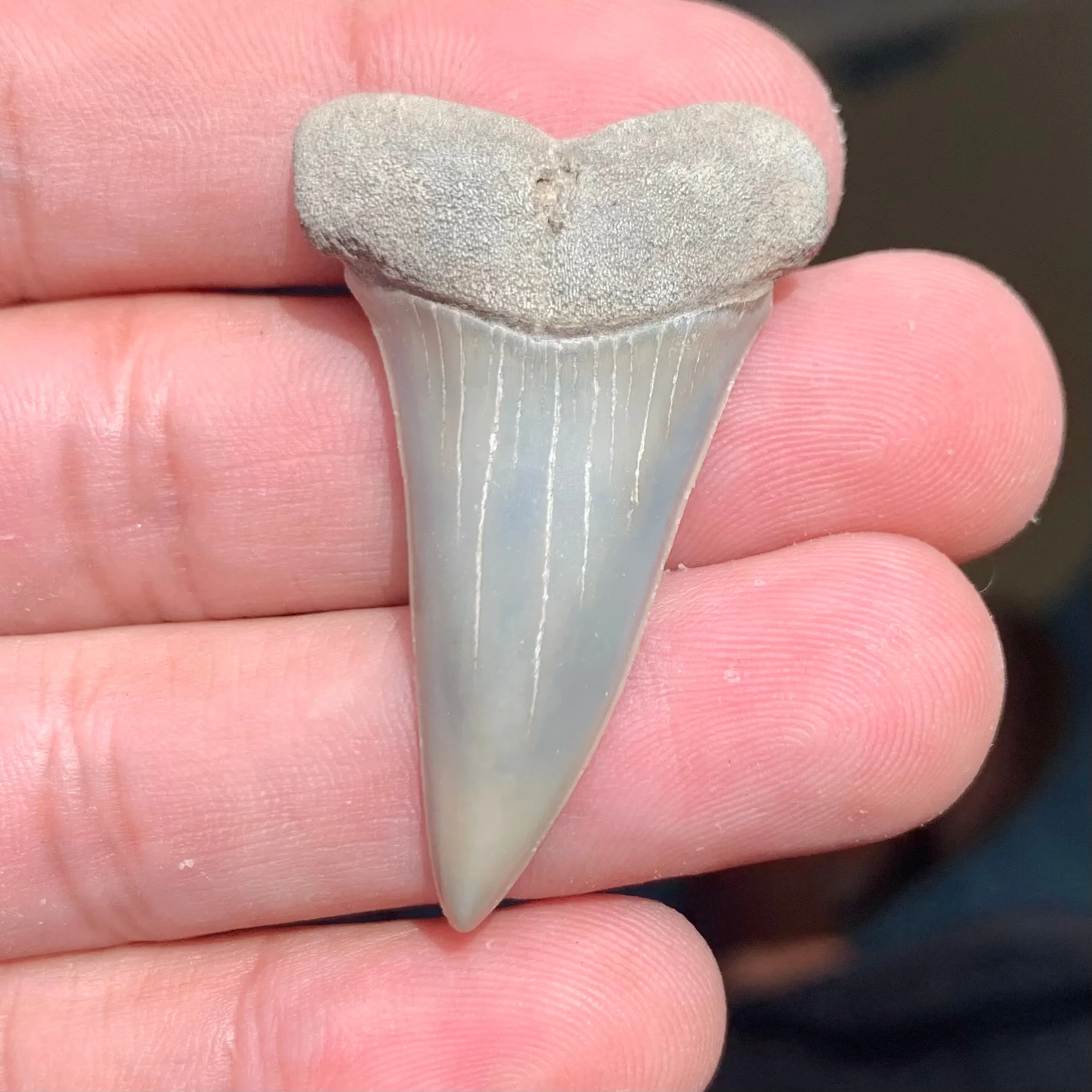 1.78” Carcharodon hastalis - Virginia