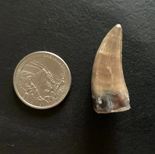 Sharp Serrated Nanotyrannus lancensis Tooth