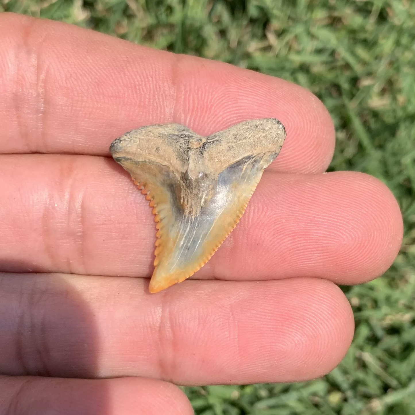 1.23" Hemipristis serra - Virginia