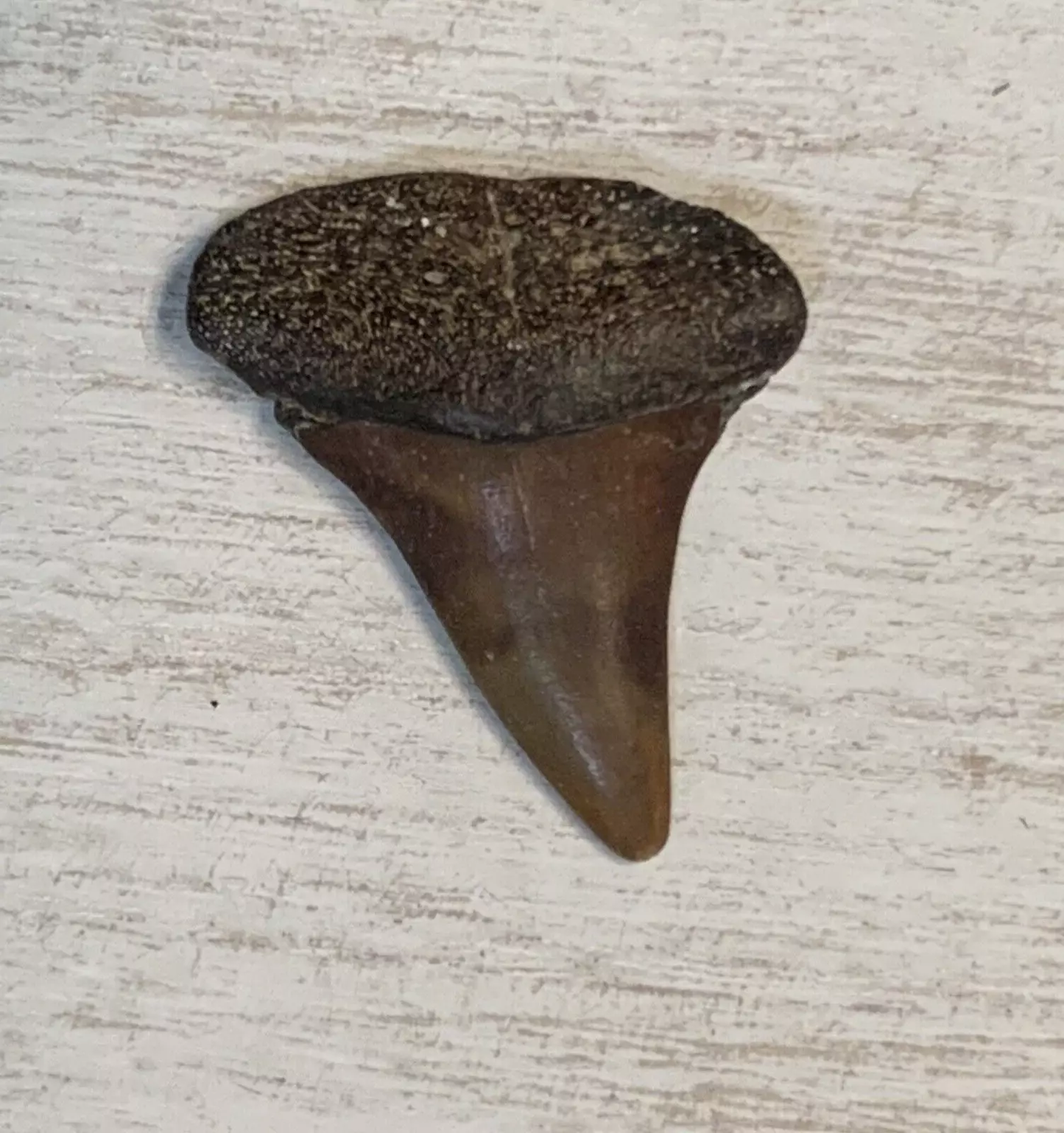 1.4" Carcharodon hastalis - Virginia
