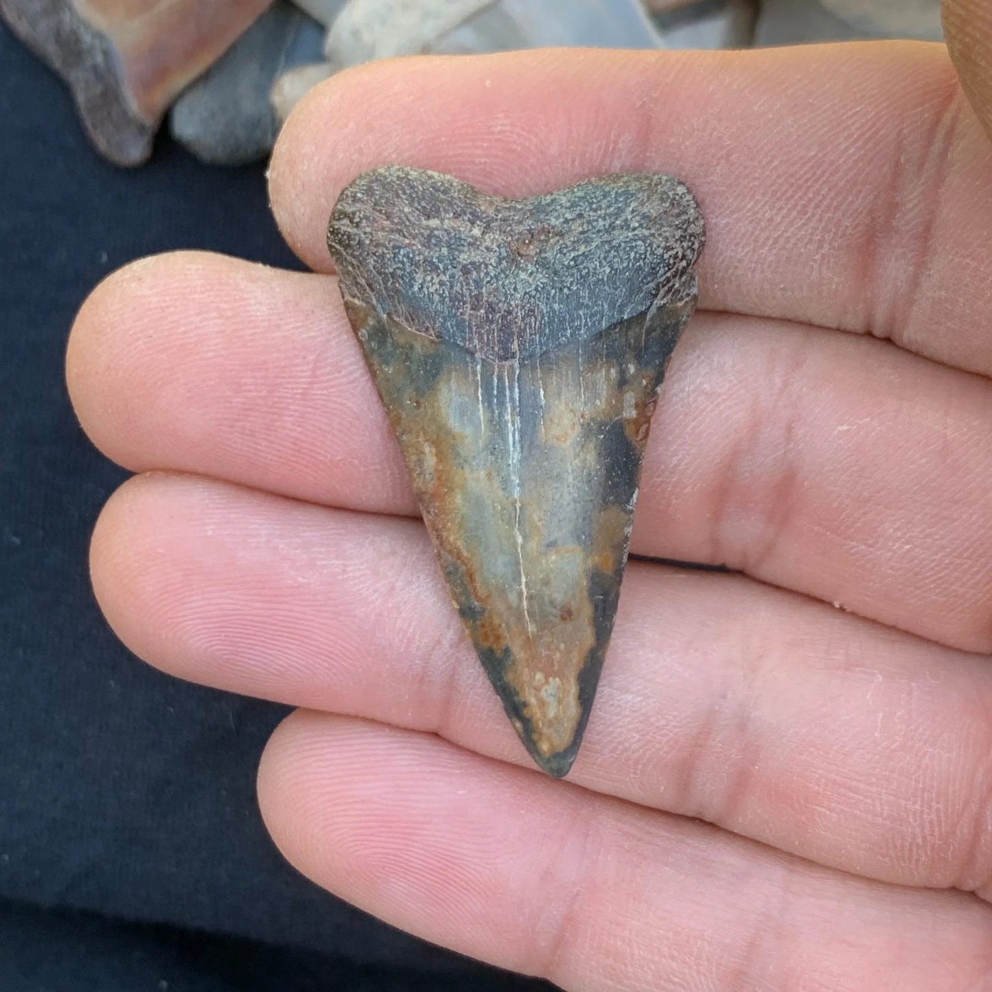1.74” Carcharodon hastalis - Virginia