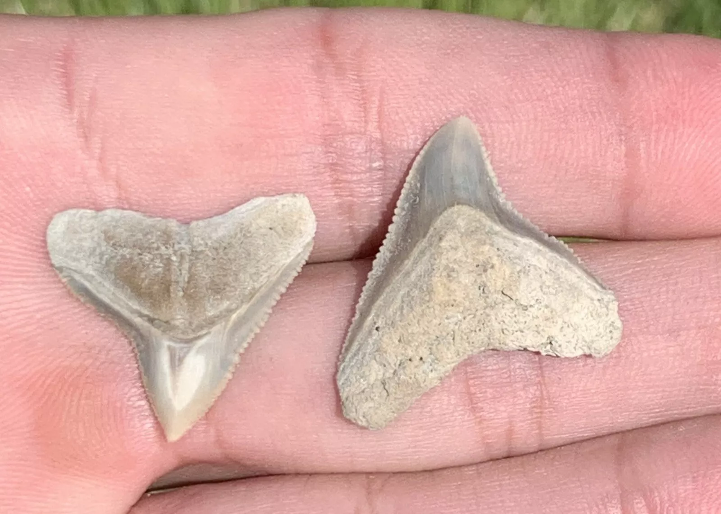 Carcharhinus leucas Pair - Lee Creek Mine