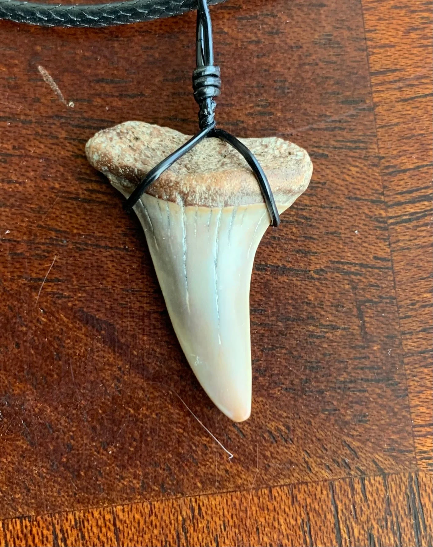 Carcharodon hastalis white shark tooth necklace