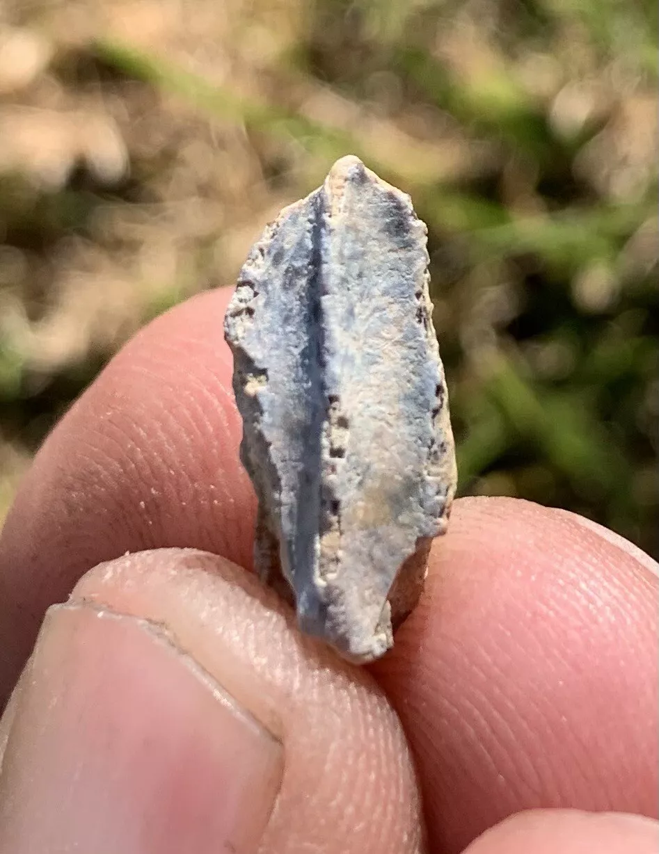 Edmontosaurus Dinosaur Tooth, Hell Creek Formation SD, Hadrosaur, Duck-billed