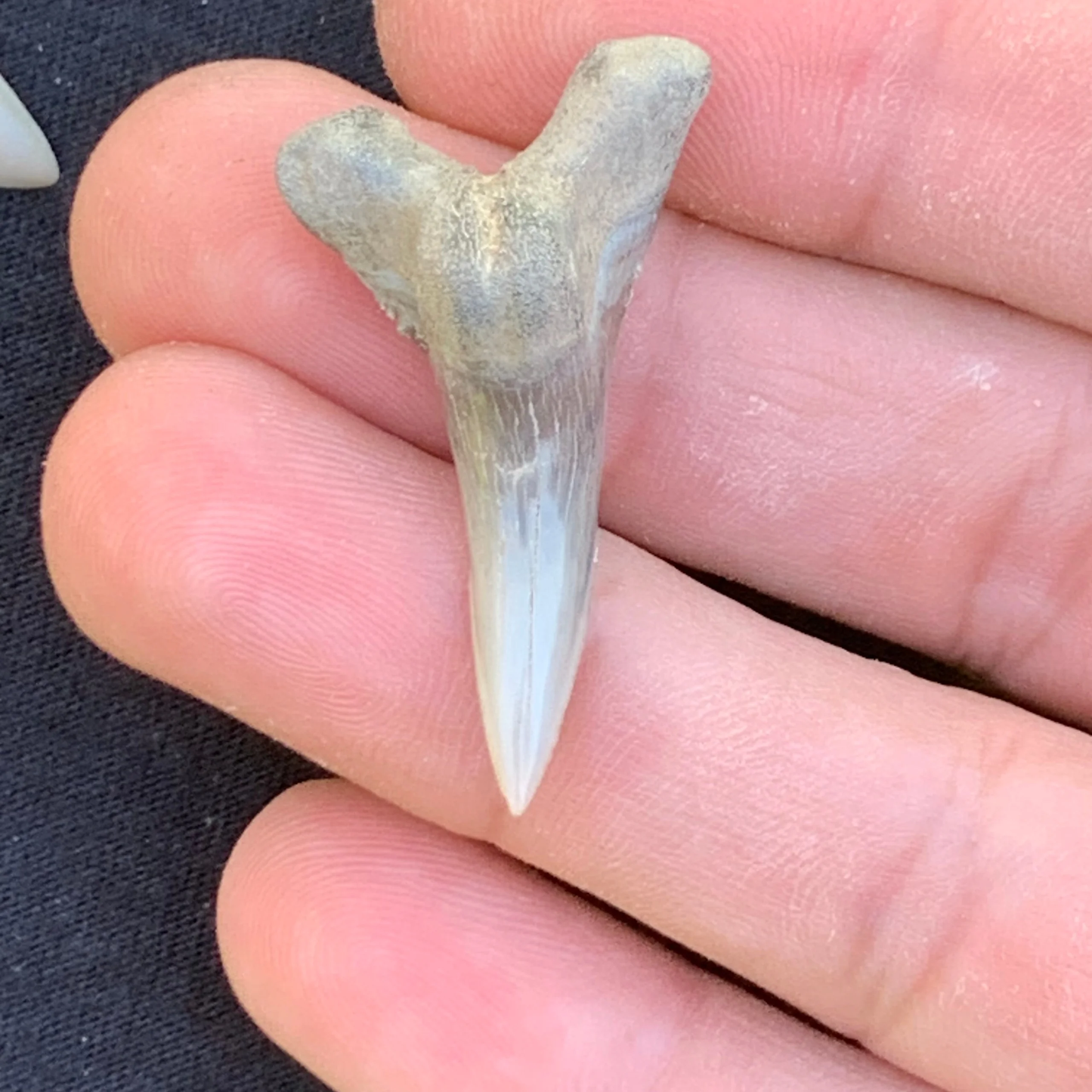 1.5” Hemipristis serra Shark Tooth - Virginia