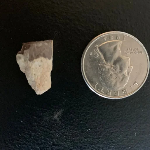 Triceratops Tooth From The Hell Creek Formation Of South Dakota