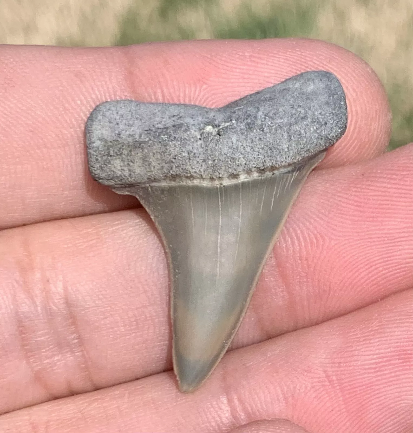 1.39” Carcharodon hastalis - Lee Creek Mine