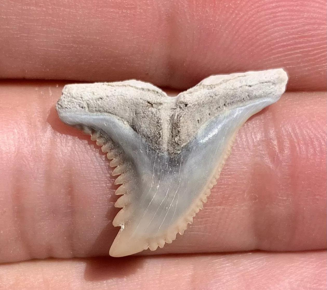 .96" Hemipristis serra - Lee Creek Mine