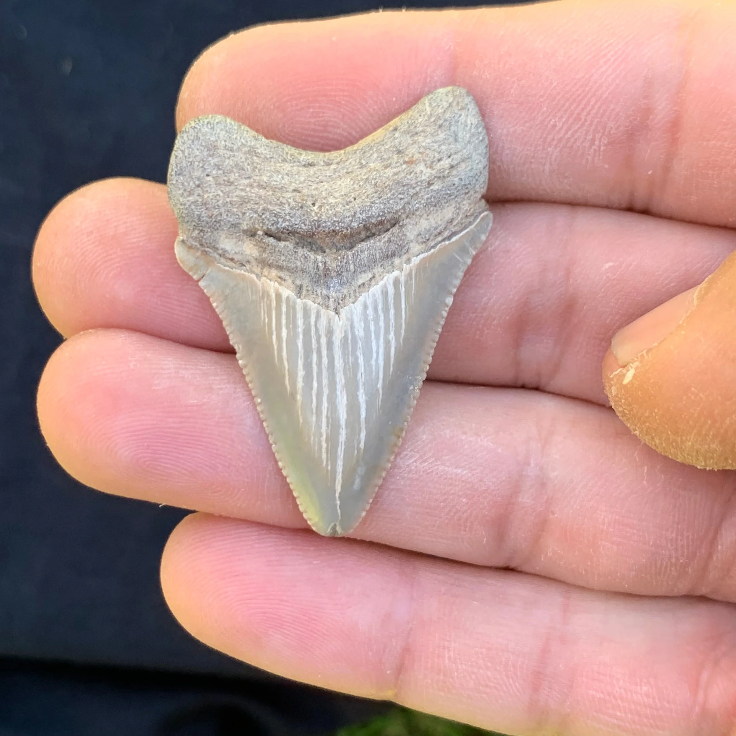 1.7” Otodus Megalodon - Virginia