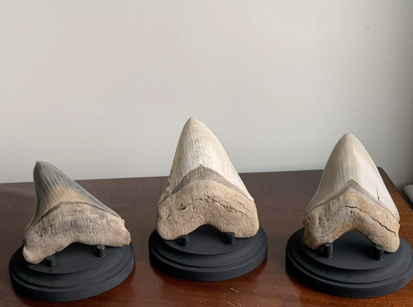 Megalodon Shark Tooth Stand. Round base - black