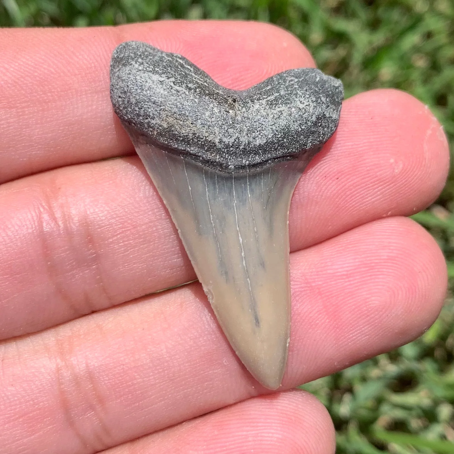 1.8” Carcharodon hastalis - Lee Creek Mine