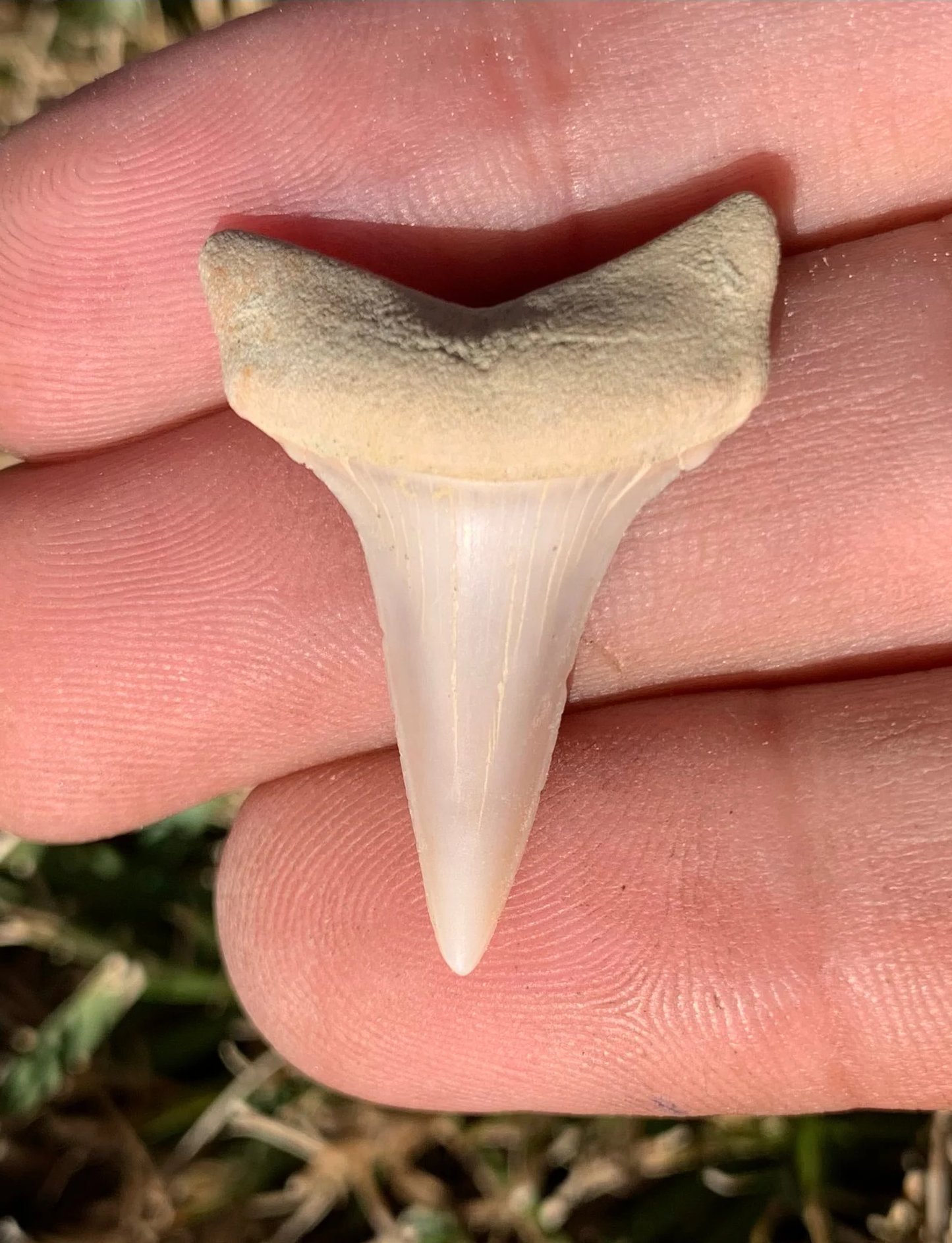 1.24” Carcharodon hastalis - Bakersfield