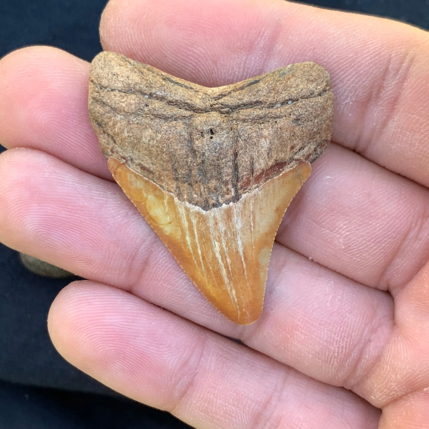 1.86” Otodus Megalodon - Virginia