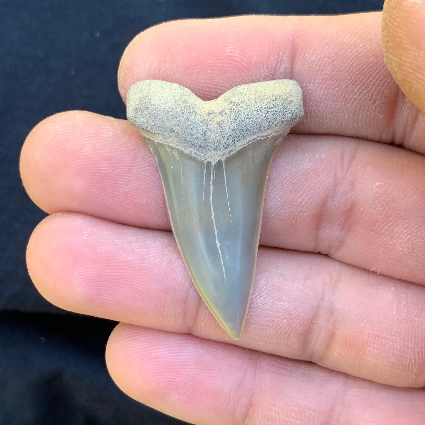 1.66”. Carcharodon hastalis - Virginia