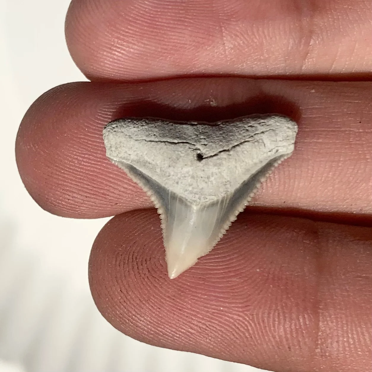 Carcharhinus leucas - Lee Creek Mine