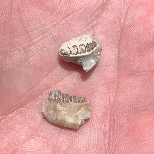 Fossil Rabbit Lower Jaw and Partial Palate, Palaeolagus