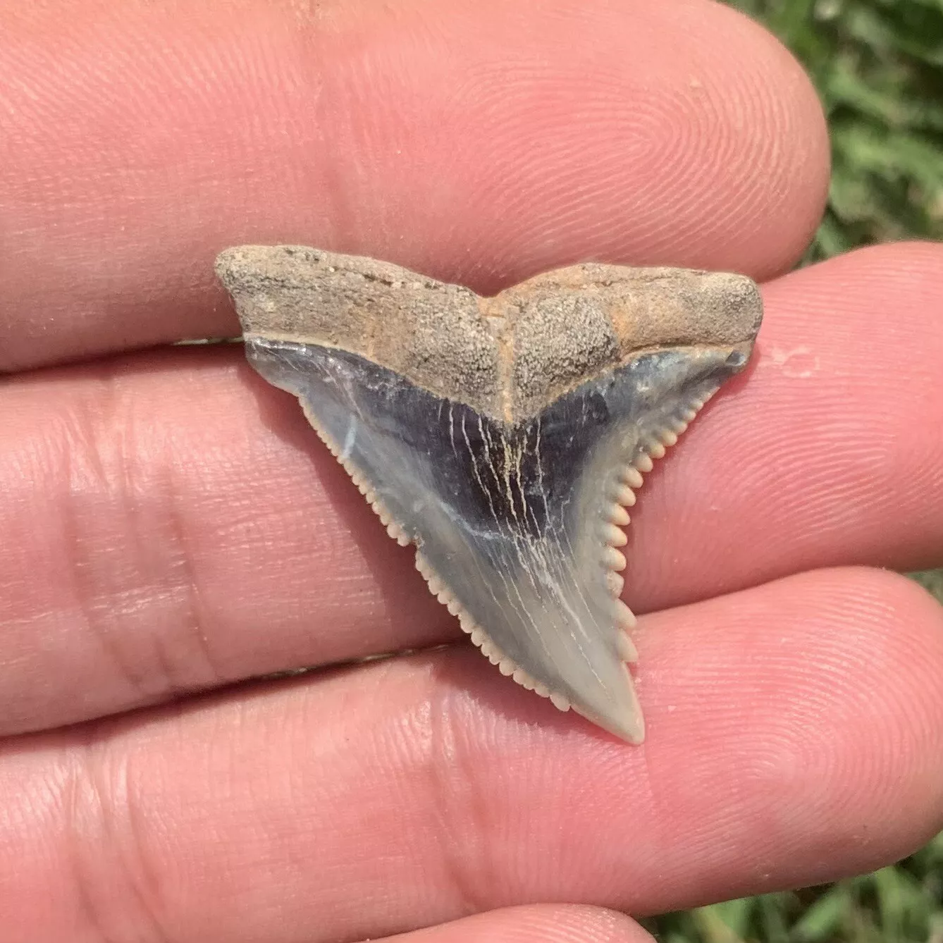 1.27" Hemipristis serra - Virginia