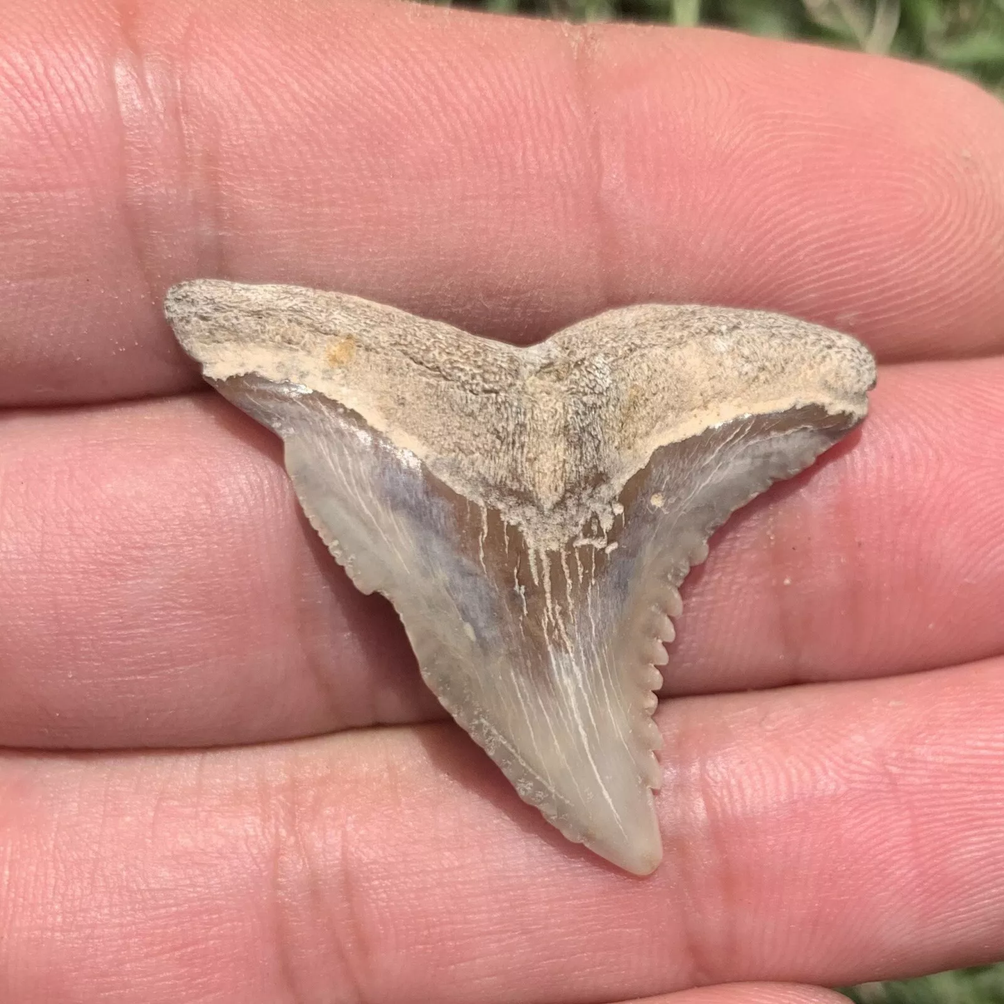 1.44" Hemipristis serra - Virginia