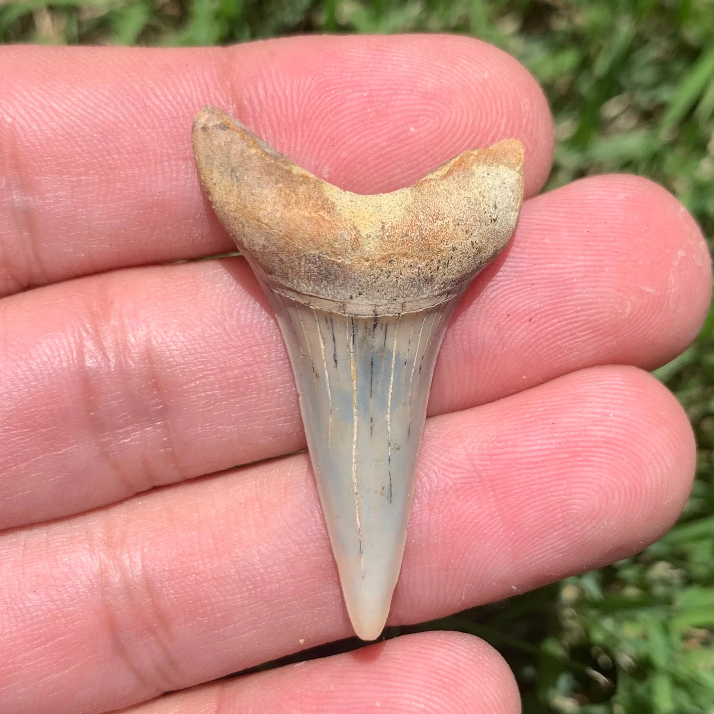 1.67” Carcharodon hastalis - Bakersfield