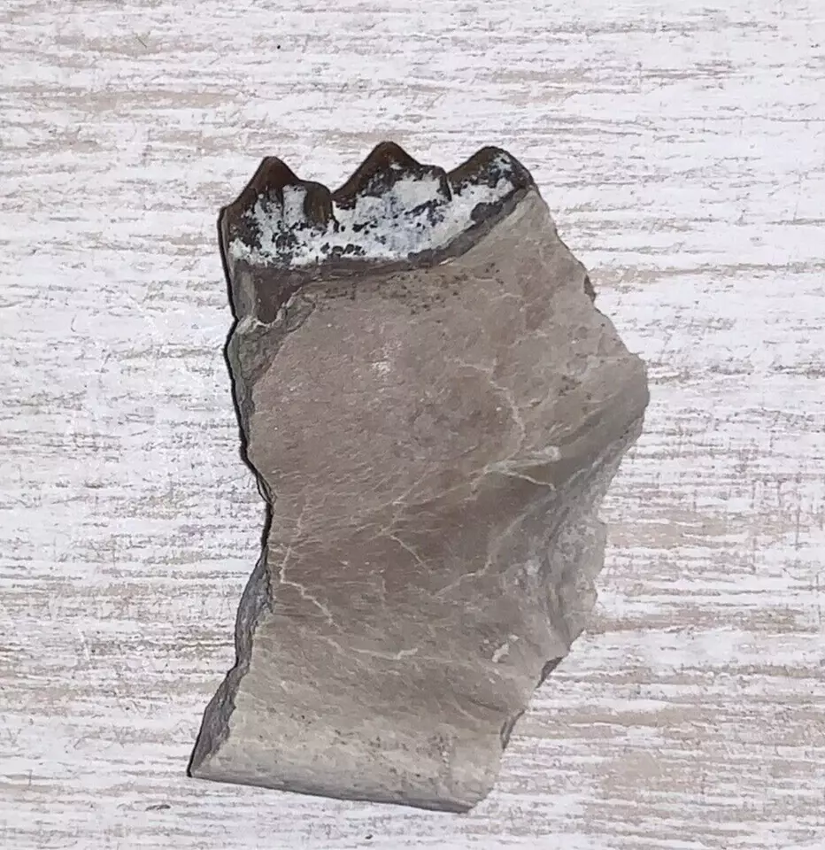 Fossil Oreodont Lower Jaw Section With Tooth
