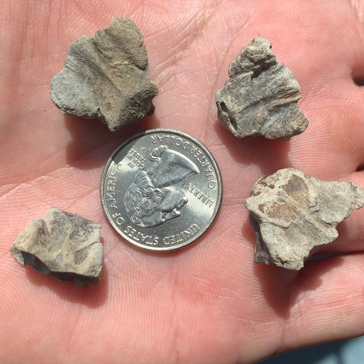 Bonita nose, Sarda Sp. - Lee Creek