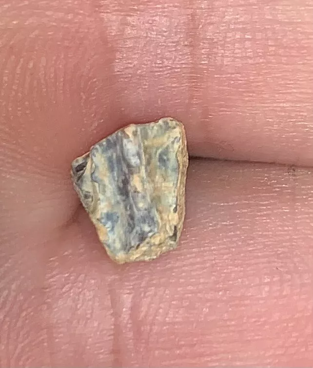 Edmontosaurus Dinosaur Tooth, Hell Creek Formation SD, Hadrosaur, Duck-billed