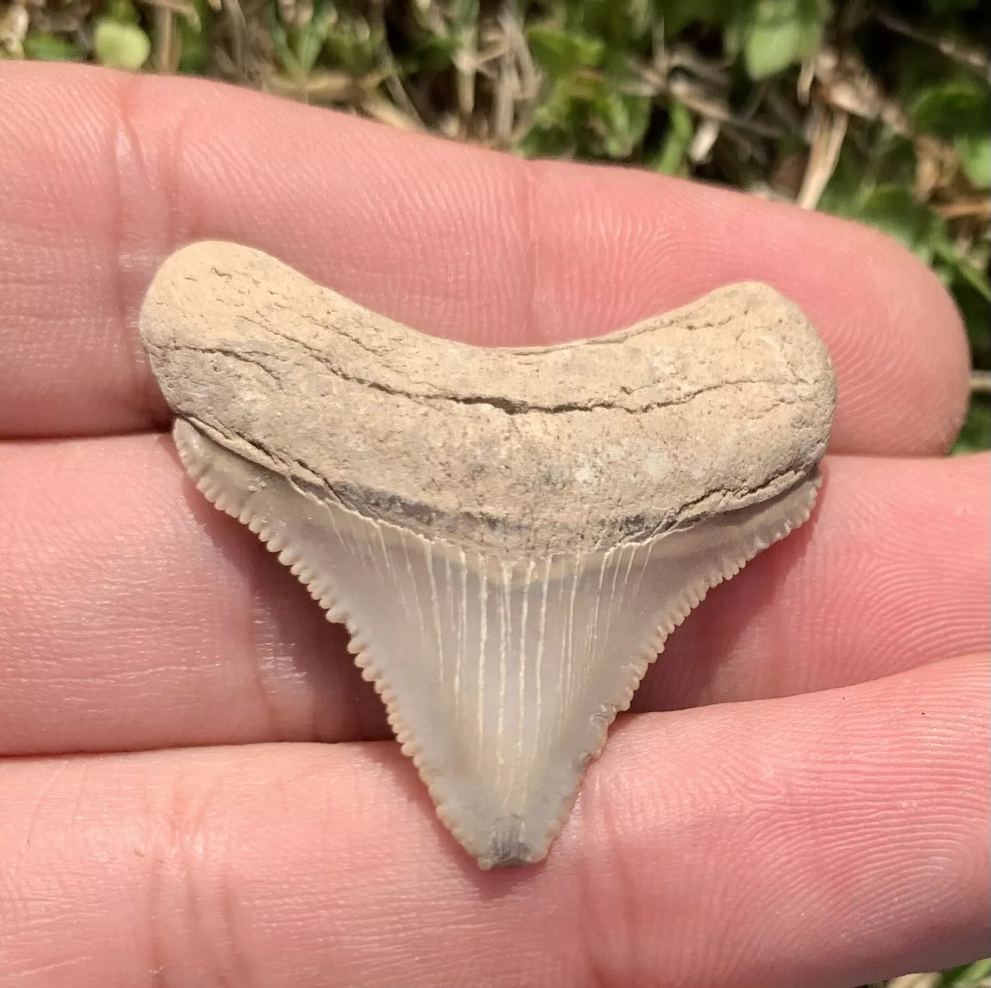 1.49” Otodus Megalodon - Maryland