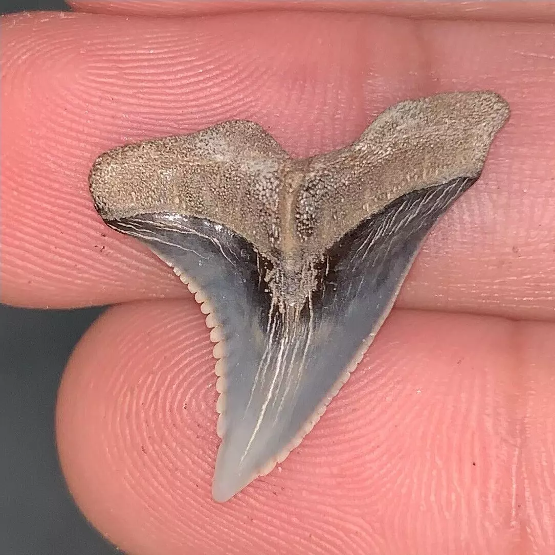 .99" Hemipristis serra - Virginia