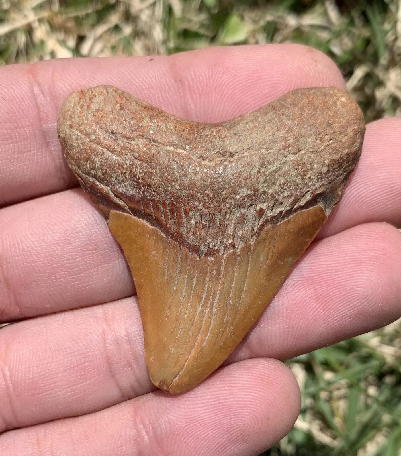 2” Otodus Megalodon - Virginia