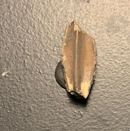 Edmontosaurus Dinosaur Tooth, Hell Creek Formation SD, Hadrosaur, Duck-billed