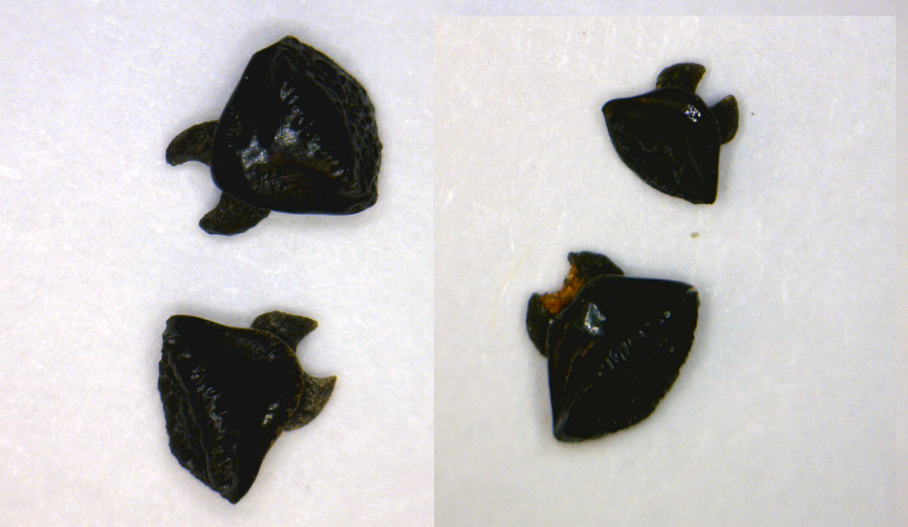 Dasyatis Sp. - Bakersfield